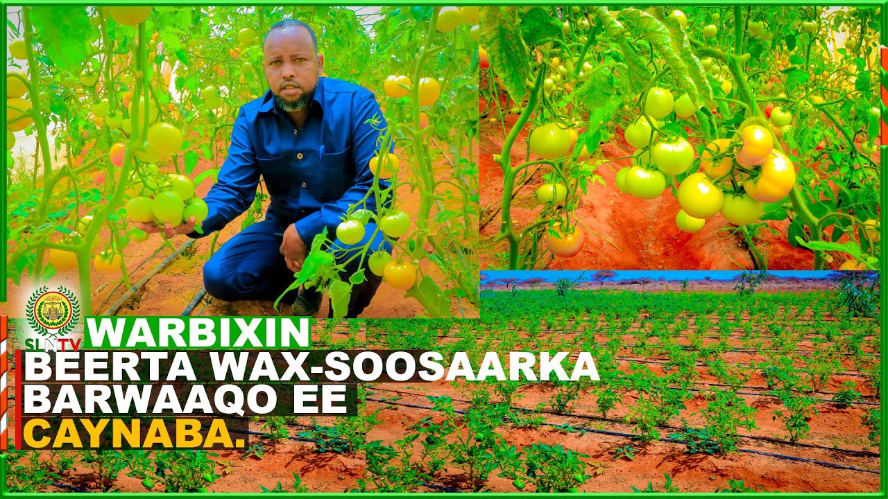 Waribixin Beerta Waxsoosaarka ee magaalada Caynaba laga diyaariyey