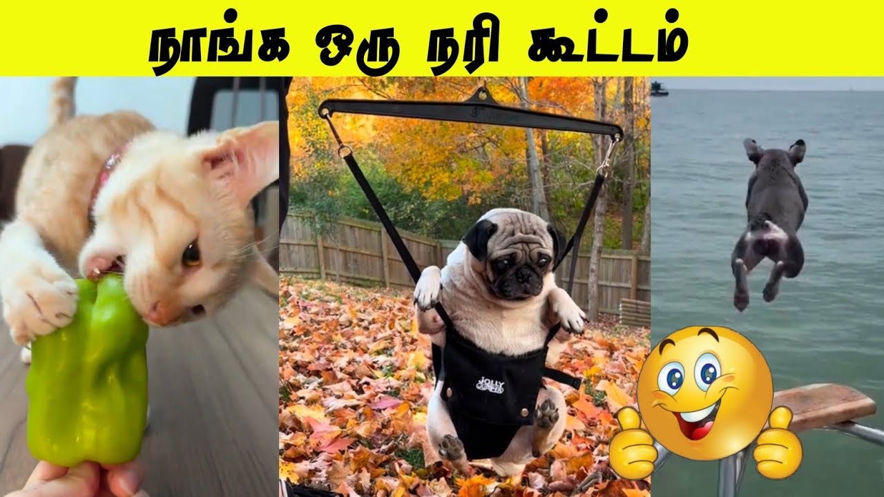 பச்சை மிளகாய் தின்னும் பூனை 😮 | குதிச்சிடுடா கைப்புள்ள 🤣