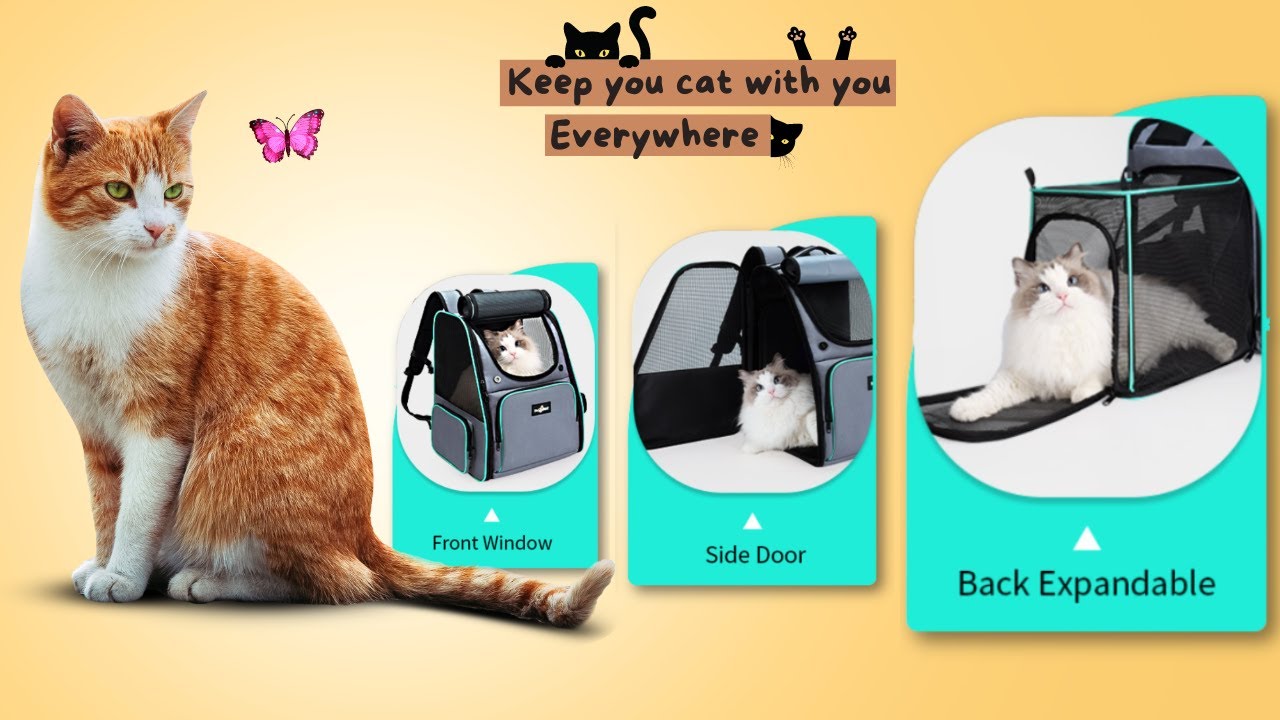 Cat Backpack: Best 5 cat backpack carriers for large cats 20 lbs