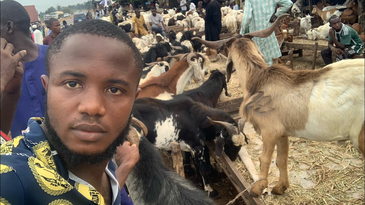 Biggest Livestock Market in Nigeria 🇳🇬 | Cows, Goats & Sheep Trading Hub