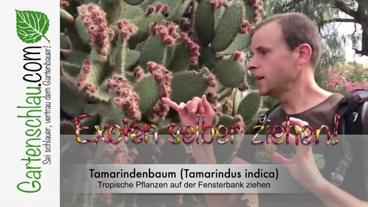 Tamarindenbaum (Tamarindus indica) - Tropische Pflanzen auf der Fensterbank ziehen