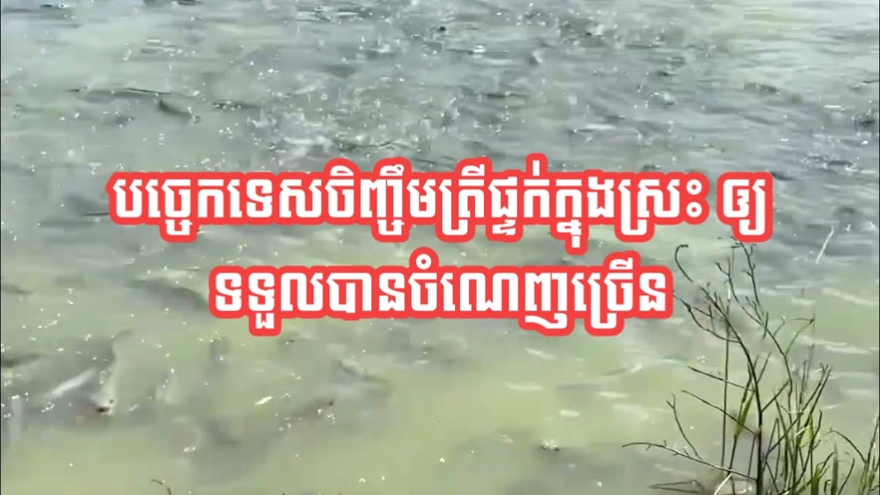 បច្ចេកទេសចិញ្ចឹមត្រីផ្ទក់ក្នុងស្រះ ឲ្យទទួលបានចំណេញច្រើន/ Pond fish farming techniques.