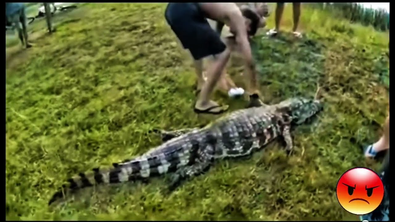 TOMARA QUE NÃO MATEM ESSE JACARÉ TAMBÉM 😢