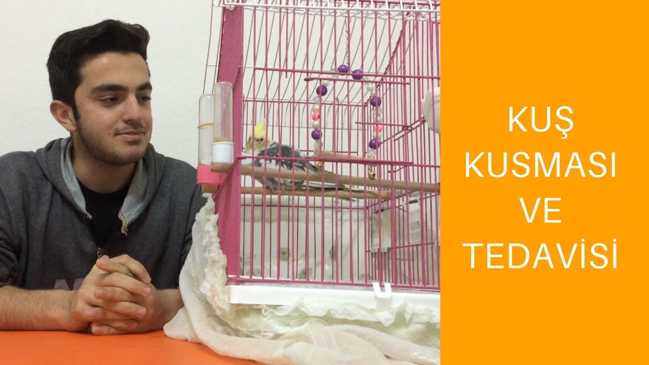 Kuş Kusması ve Tedavisi | Kuş Hastalıkları ve Tedavisi