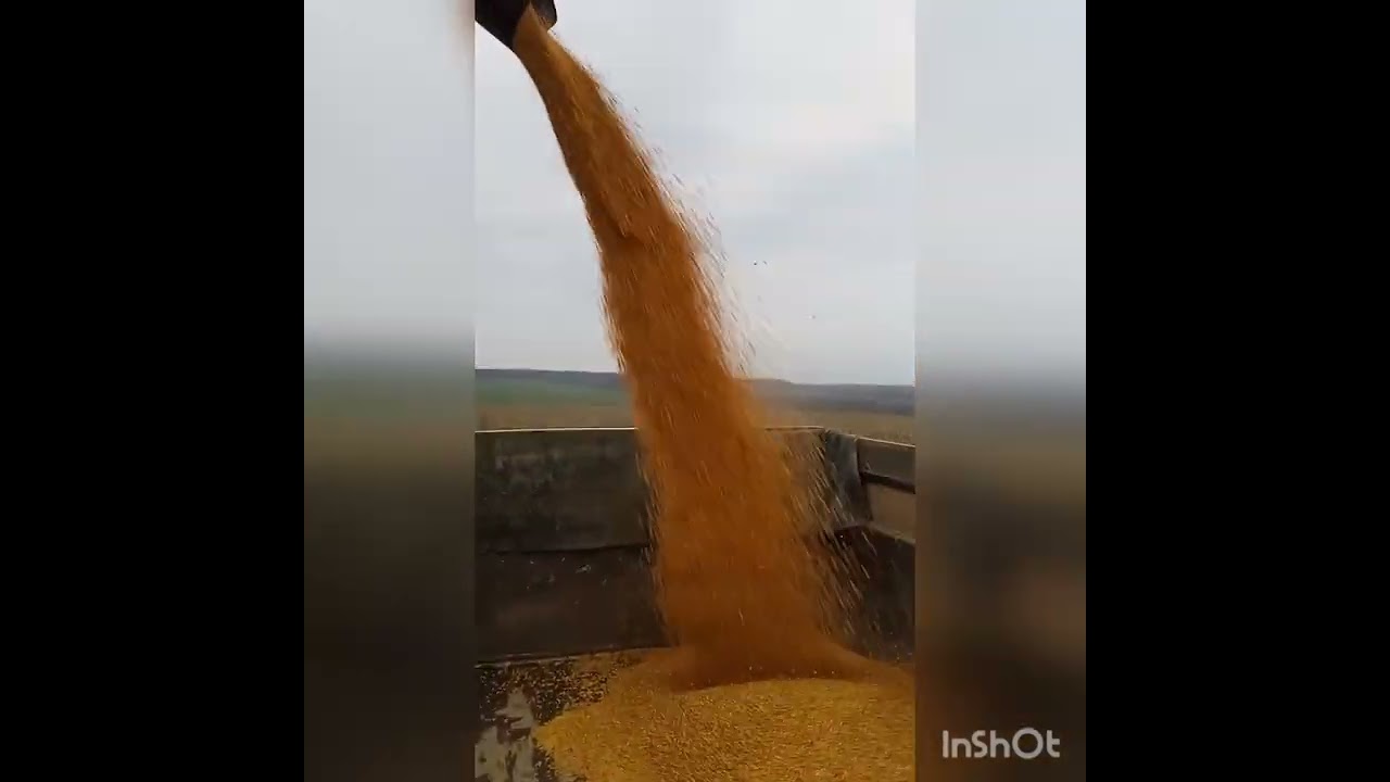 Жнива кукурудзи Монсанто ДКС 3730.
