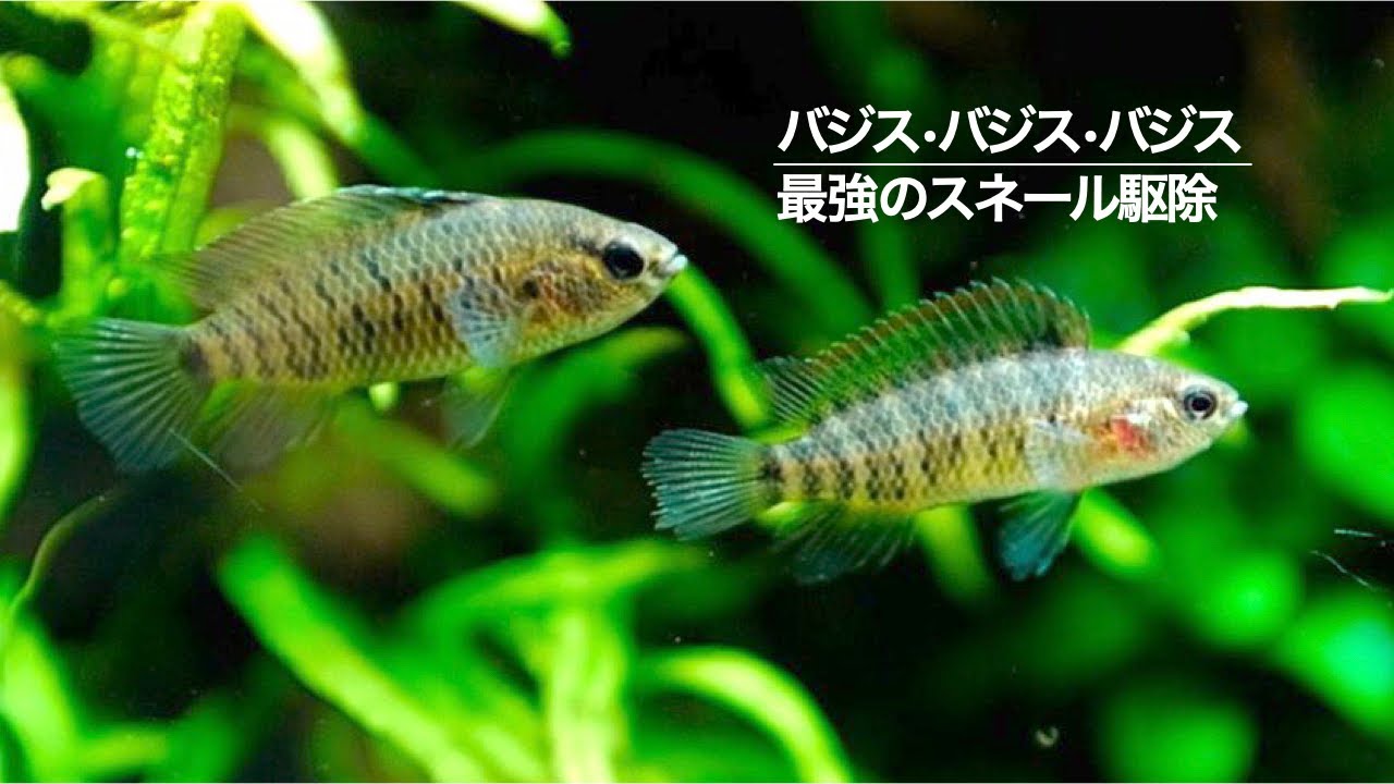 【スネール駆除】スネールイーターのバジスバジスを導入してみました  #スネール駆除 #アクアリウム #水槽 #aquarium #ada