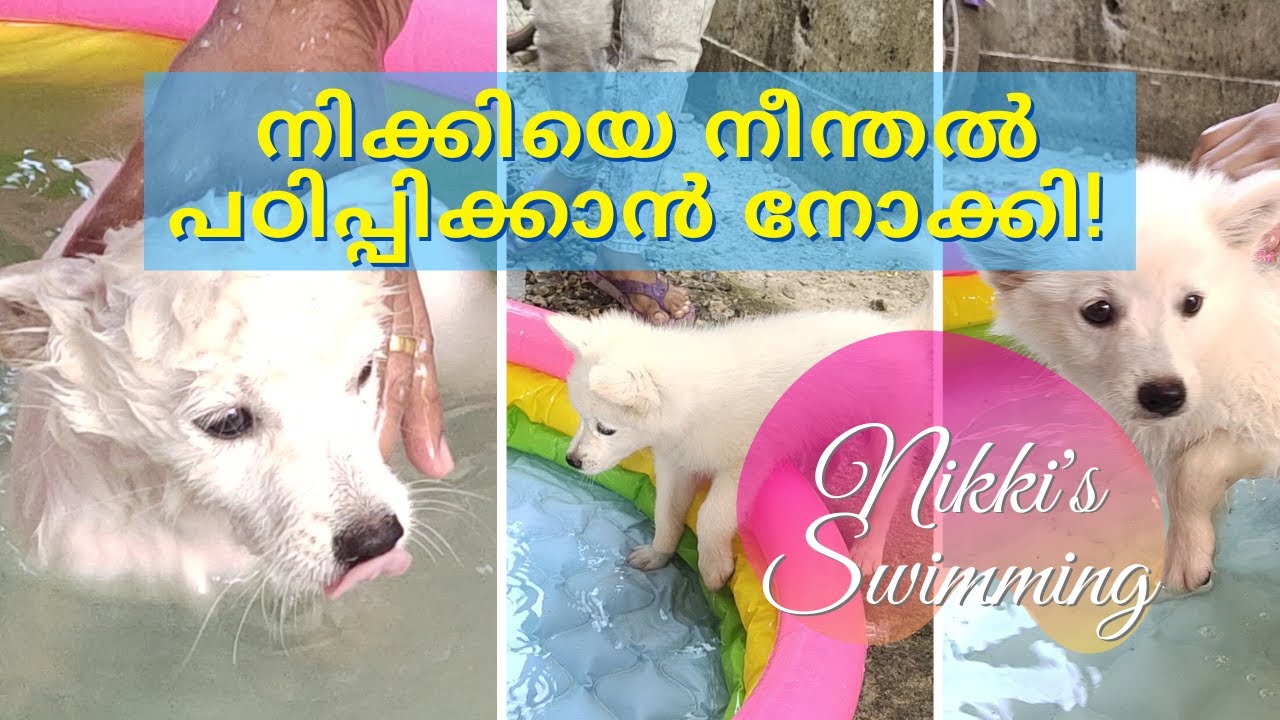 നിക്കിയെ നീന്തൽ പഠിപ്പിക്കാൻ നോക്കിയതാ !! പണിപാളി 😂. |Puppies Swimming Classes Gone Wrong | Funny