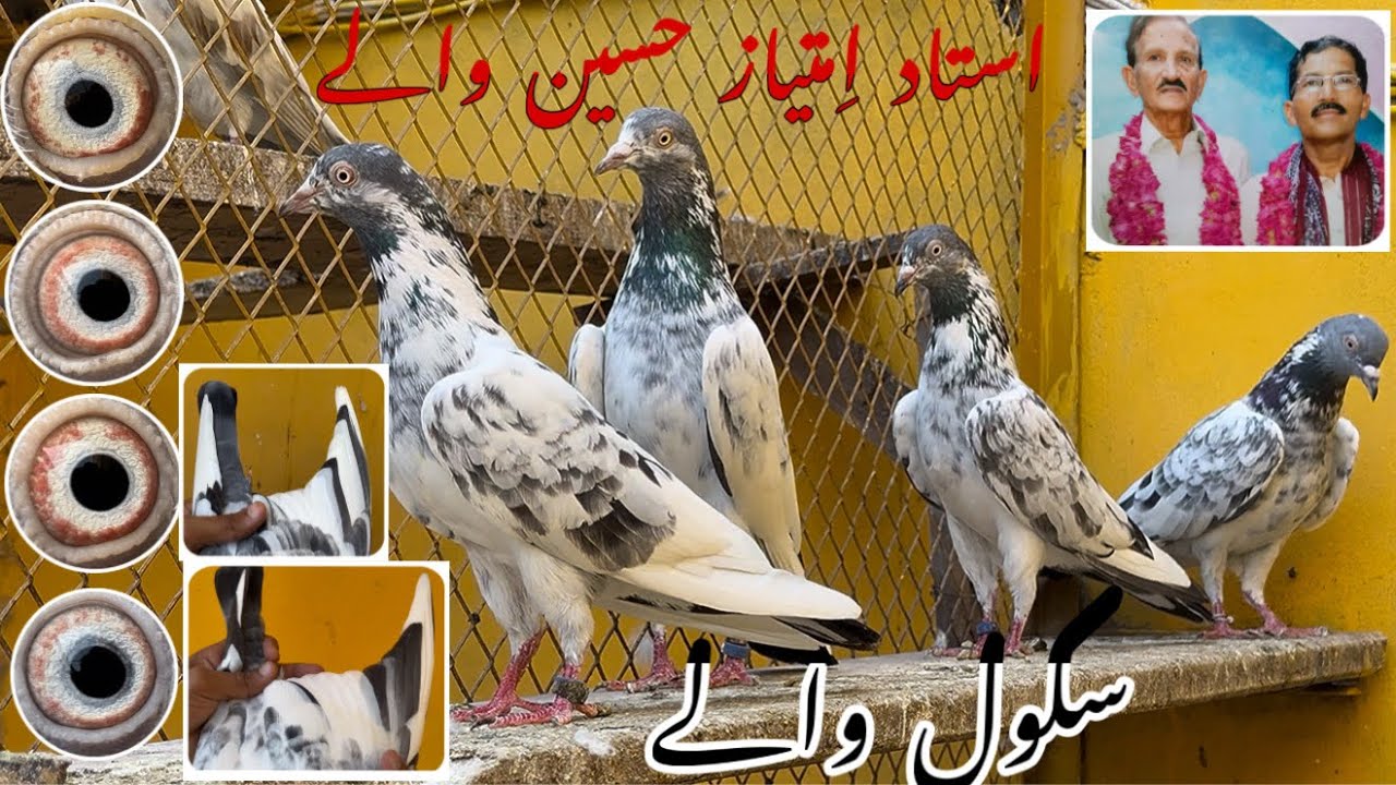 بڑا سکول والا جوڑا ||استاد امتیاز حسین چیئرمین والے اسکول والے || شاندار رزلٹ اور خوبصورتی کے مالک 