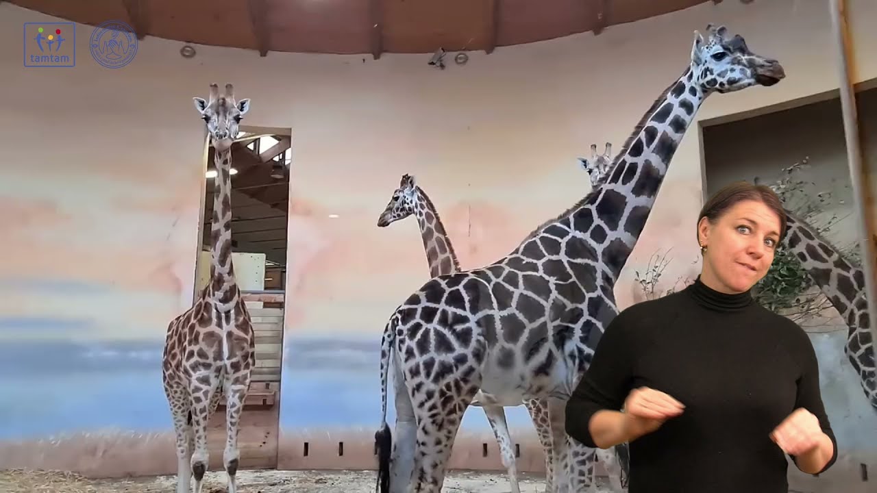 Tamtam a Zoo Praha: Jak se mají žirafy (Václava Podhráská)