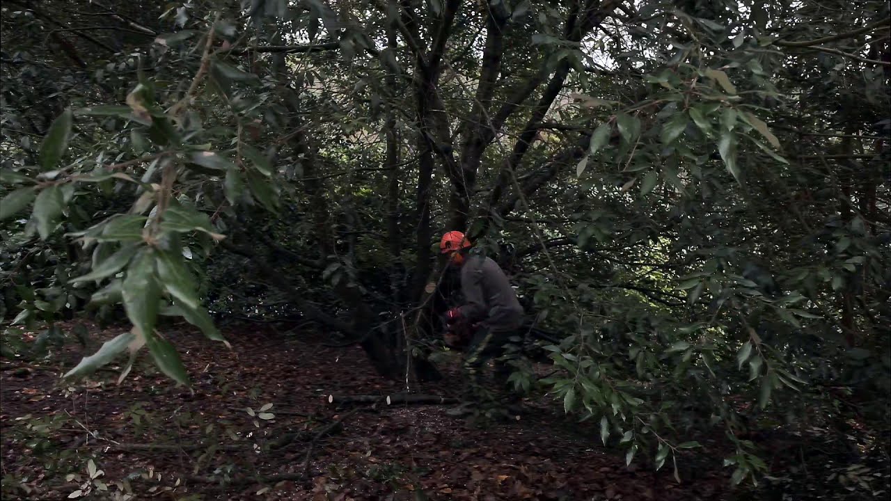 Uplifting an Quercus ilex - Burncoose Nurseries