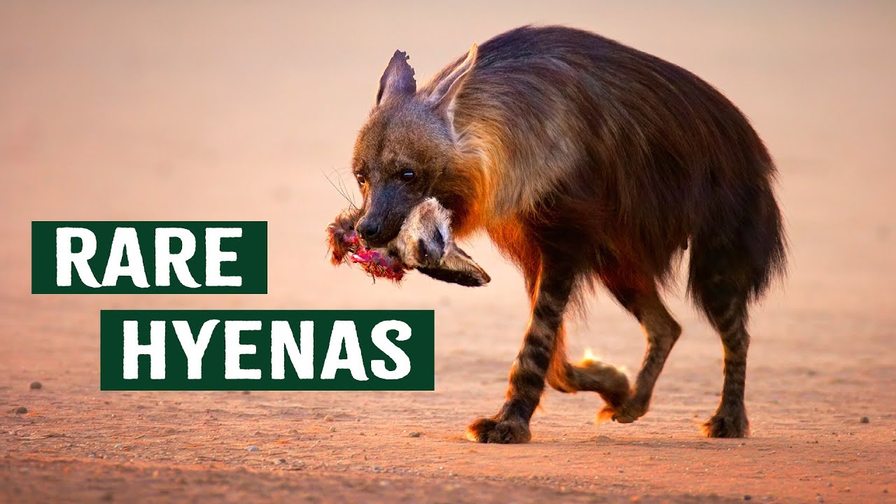 Tracking Rare Brown Hyenas Hunting Behaviors