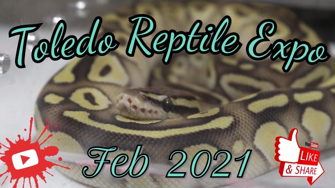 Toledo Reptile Expo Feb 2021