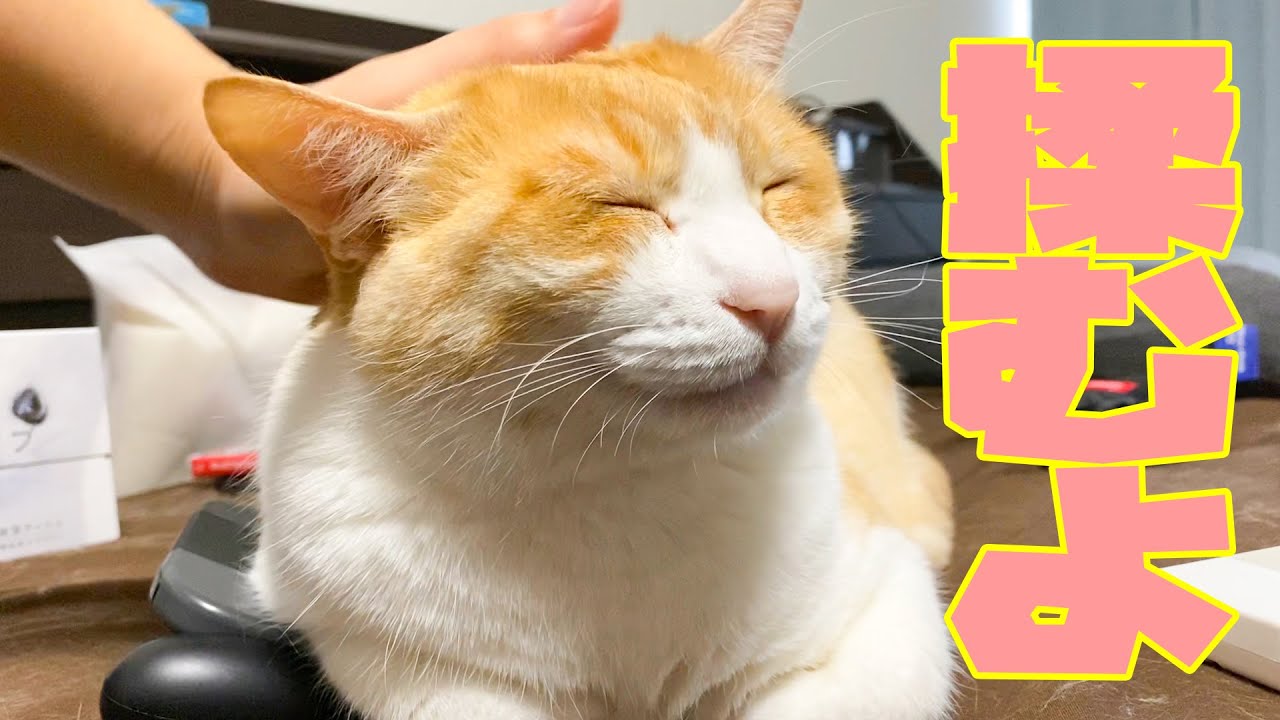 ただ猫の頭皮をマッサージする動画です