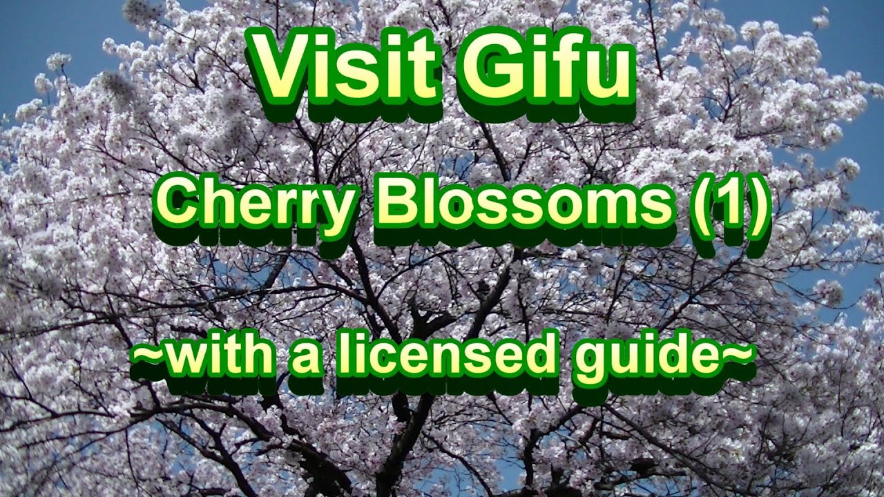 Visit Gifu # 2  Cherry Blossoms (1)  ~ with a licensed guide ~