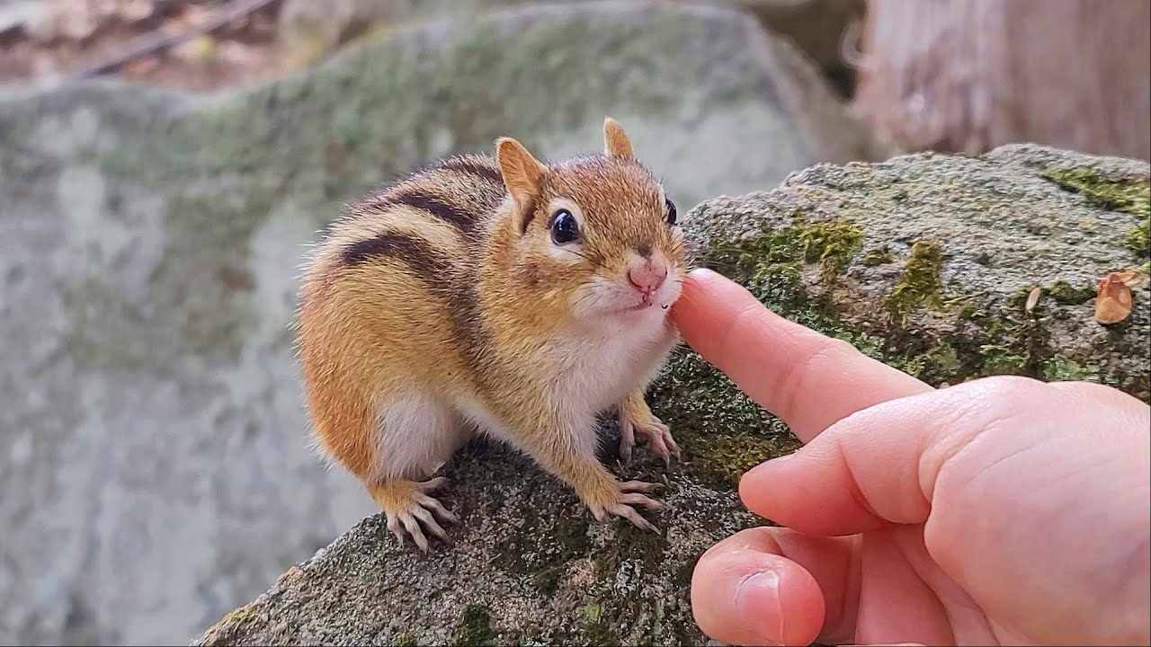 다람쥐 월리를 찾아서 Looking For Chipmunk Wally