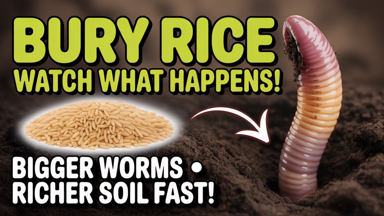 “The Rice Trick That Supercharges Worms & Soil Fertility—Try It!”