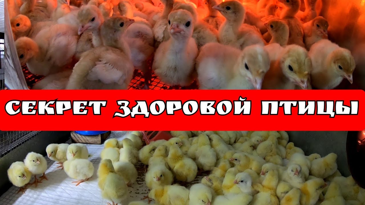 Пропойки для бройлера, индейки, несушки и другой птицы от 