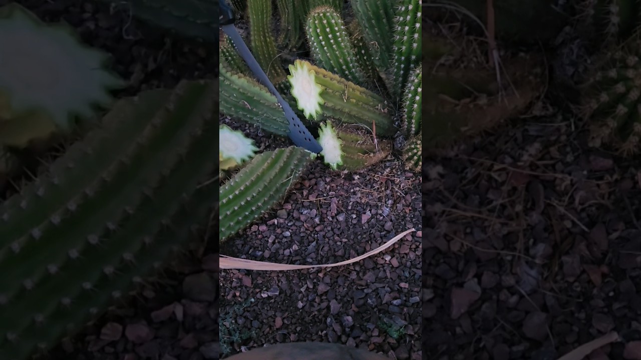 Cactus Cuttings 🔪 Trichocereus Candicans #propagation #cactus #trichocereus