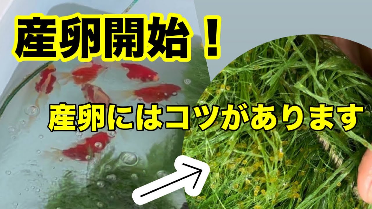 金魚の産卵ってどうするの？　実際にやってみてみた！　　#金魚#玉サバ #福だるま #アクアリウム #錦鯉 #koi #2024