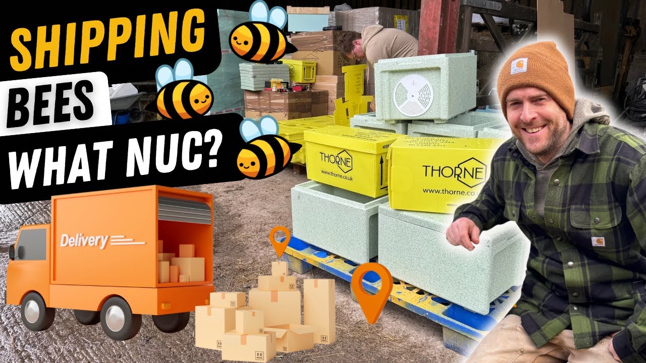 Shipping Bees! Different Ways Of Sending Bees By Post!