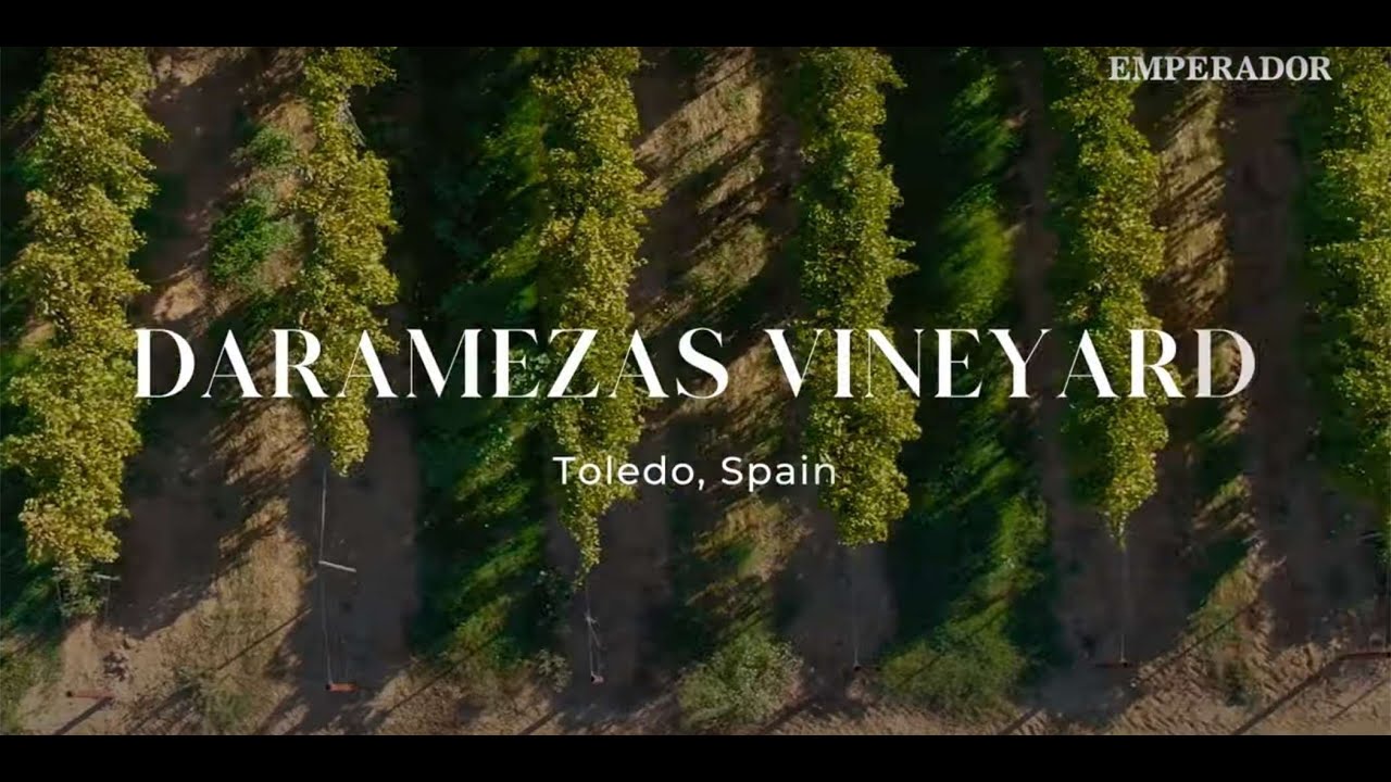 Daniel Padilla visits the Largest Vineyard in Spain