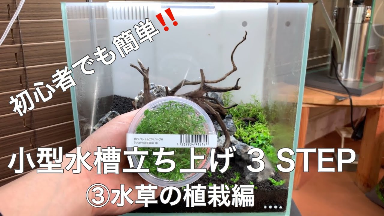初心者でも簡単！小型水槽立ち上げで、押さえておきたい３つのステップ「③水草植栽編」小型アクアリウムのノウハウ  The making of mini aquarium How to plant