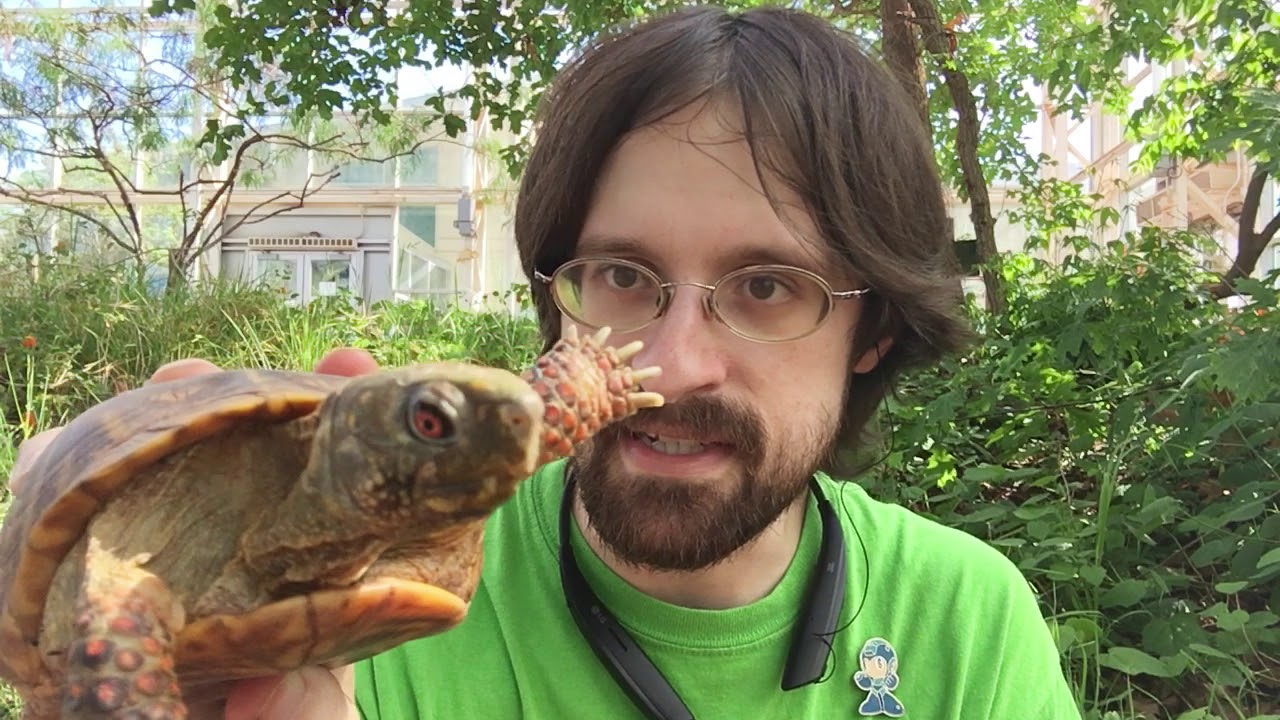 Learn all about Ornate Box Turtles!