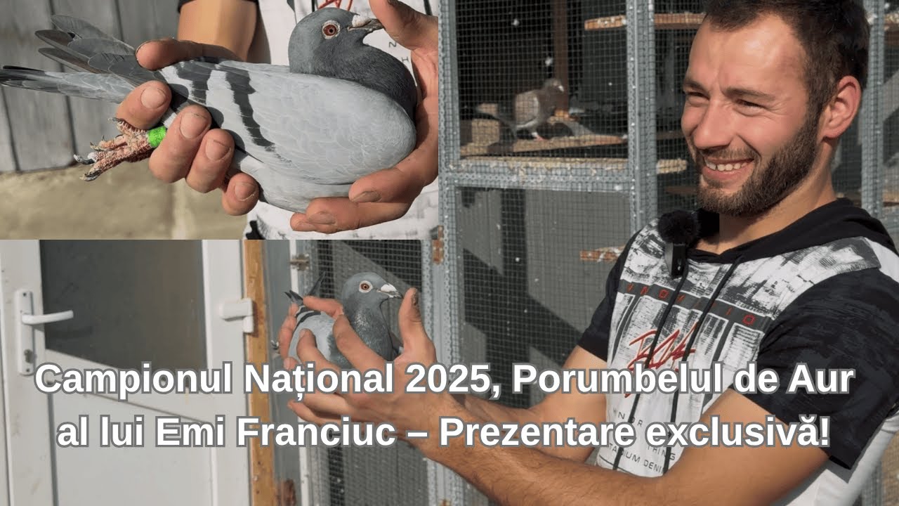 Campionul Național 2025, Porumbelul de Aur al lui Emi Franciuc – Prezentare exclusivă!