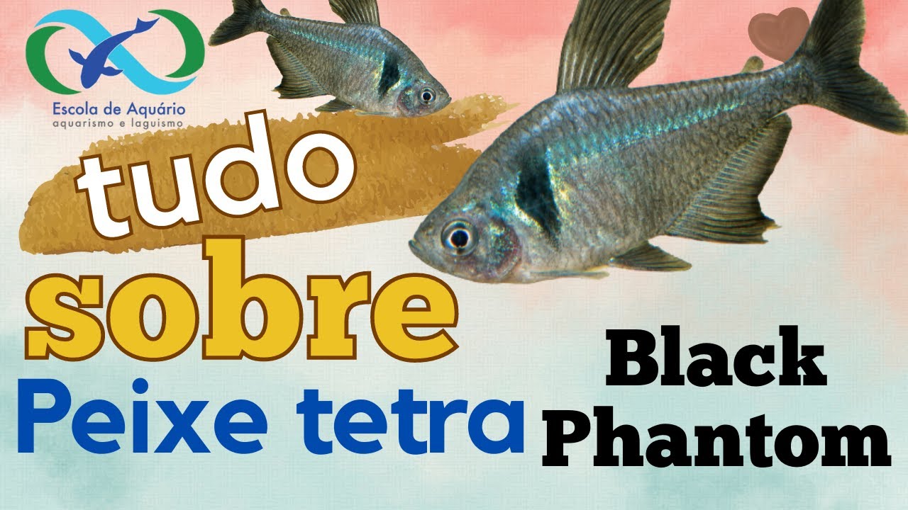 Tudo sobre Peixe Tetra Black Phantom | Ficha Técnica Hyphessobrycon megalopterus | Escola de Aquário
