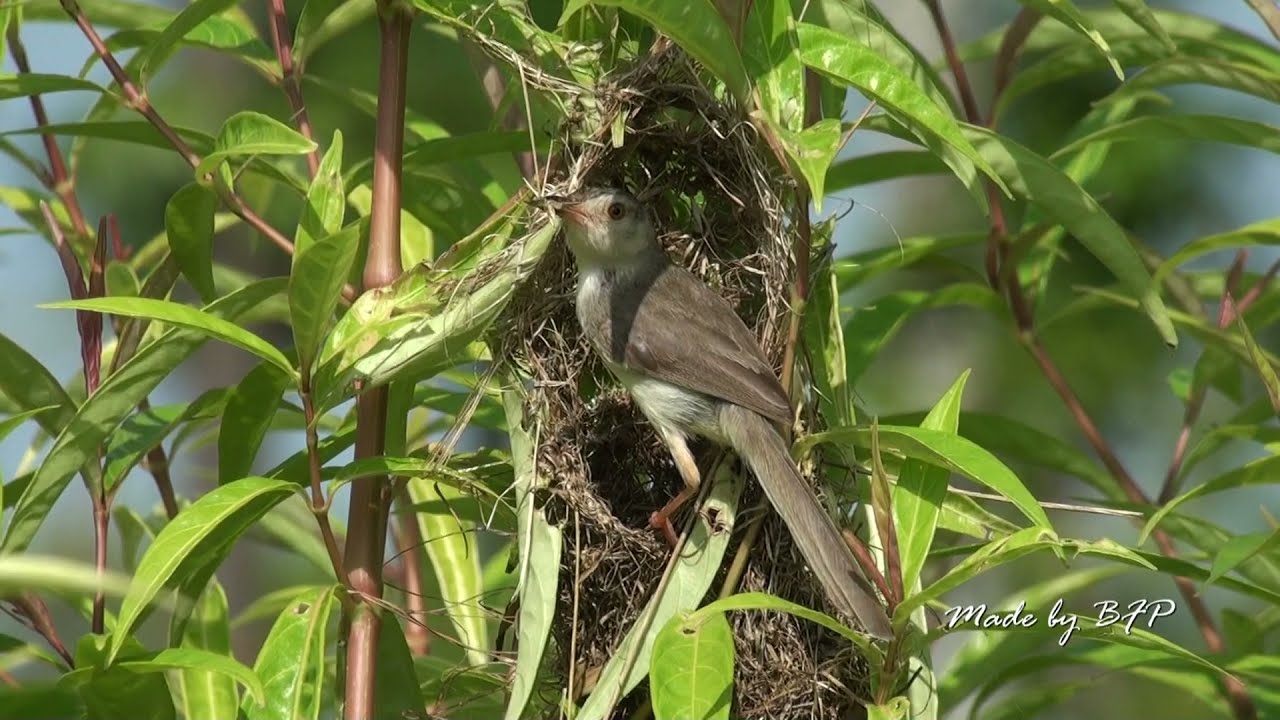 褐頭鷦鶯育雛/Plain Prinia Breeding