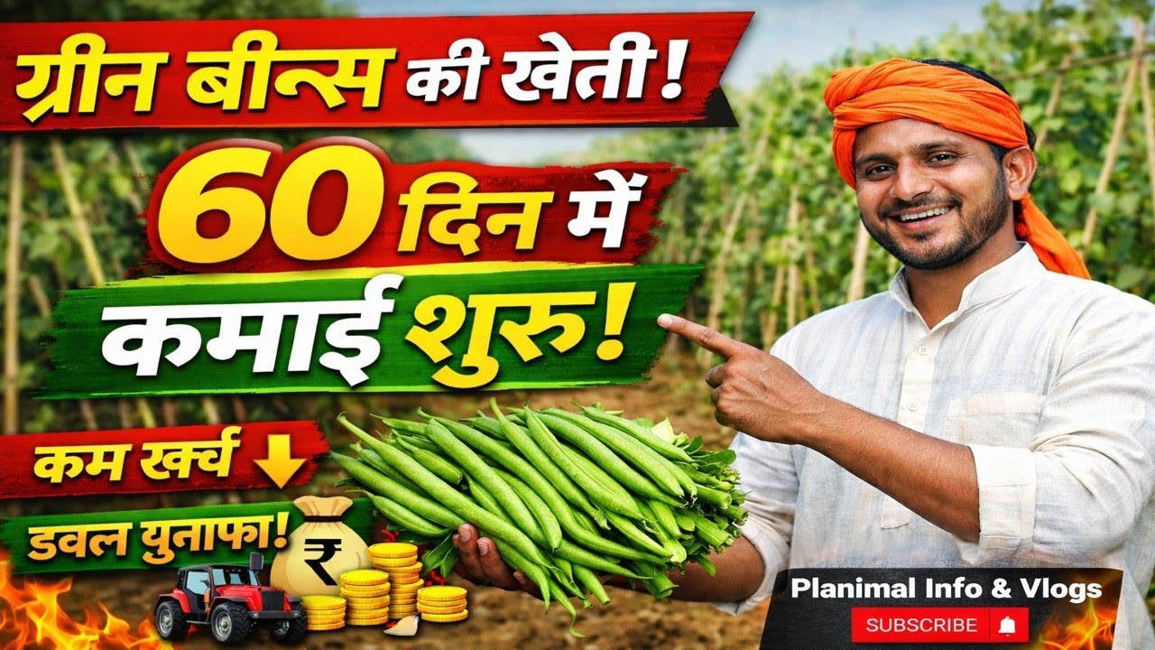 ग्रीन बीन्स की खेती से कमाई का धमाका 💰 | बीज से तोड़ाई तक पूरा तरीका 🌱🔥