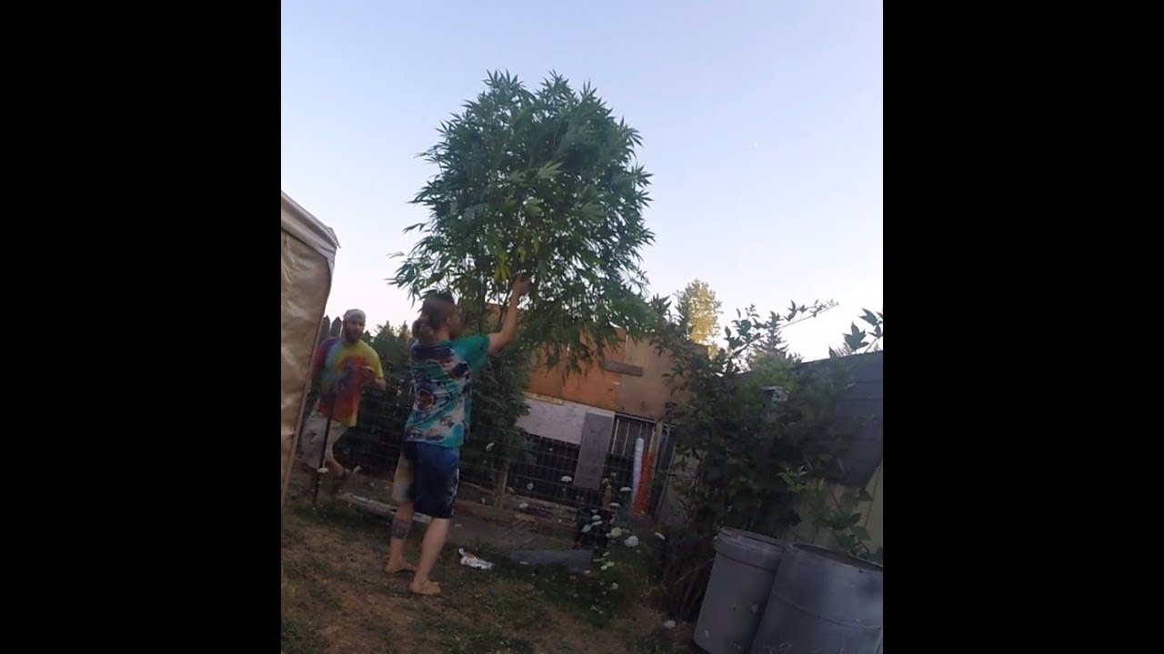Watch us Take Down a 7 Foot Tall Plant - TPB Style!