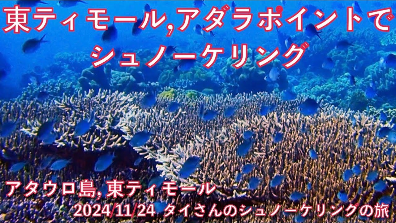 【#116 タイさんのシュノーケリングの旅 】アダラポイント, 東ティモール,  アタウロ島, Tai's Journey