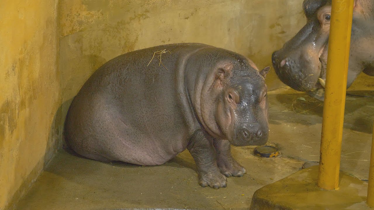 Hroši v Zoo Ostrava