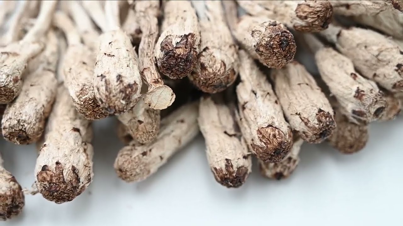 Coprinus comatus, as pure organic Vital Mushroom