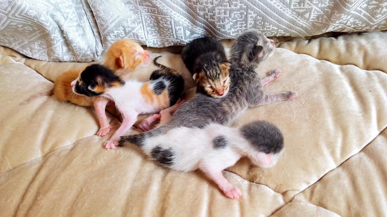 Newborn kittens crying for mom by meowing but unfortunately don't have mother