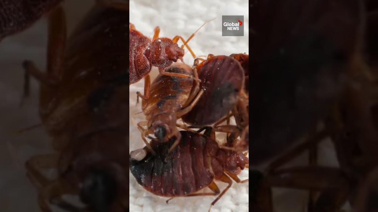 Toronto ranks #1 for most bed bugs in any city across Canada 🪳🛏️ #bedbugs #TO