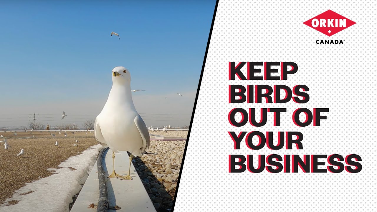 Professional Bird Control & Exclusion | Orkin Canada