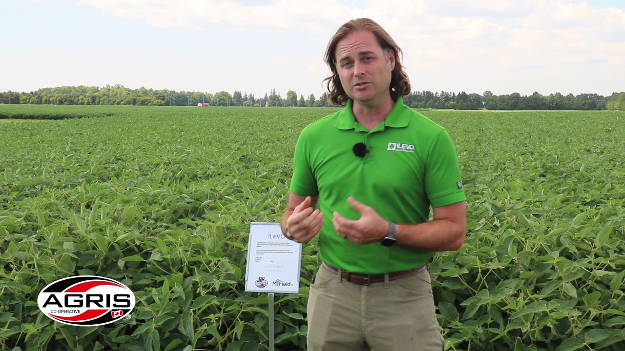 ILeVo seed treatment from BASF helps protect soybean crops from SDS and SCN.