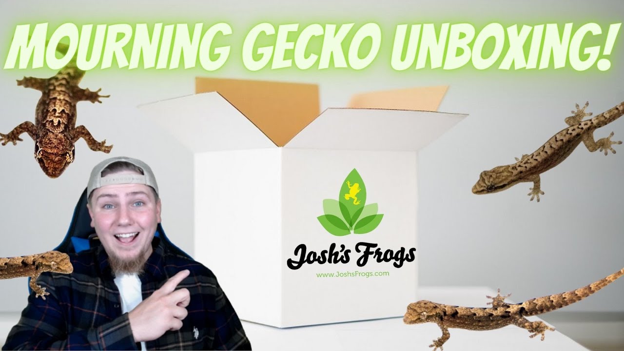 Mourning Gecko Unboxing-Josh's Frogs Unboxing!