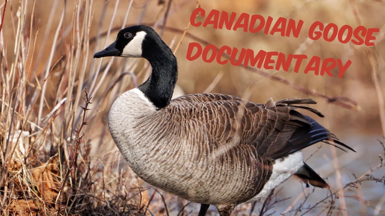 Canadian goose documentary