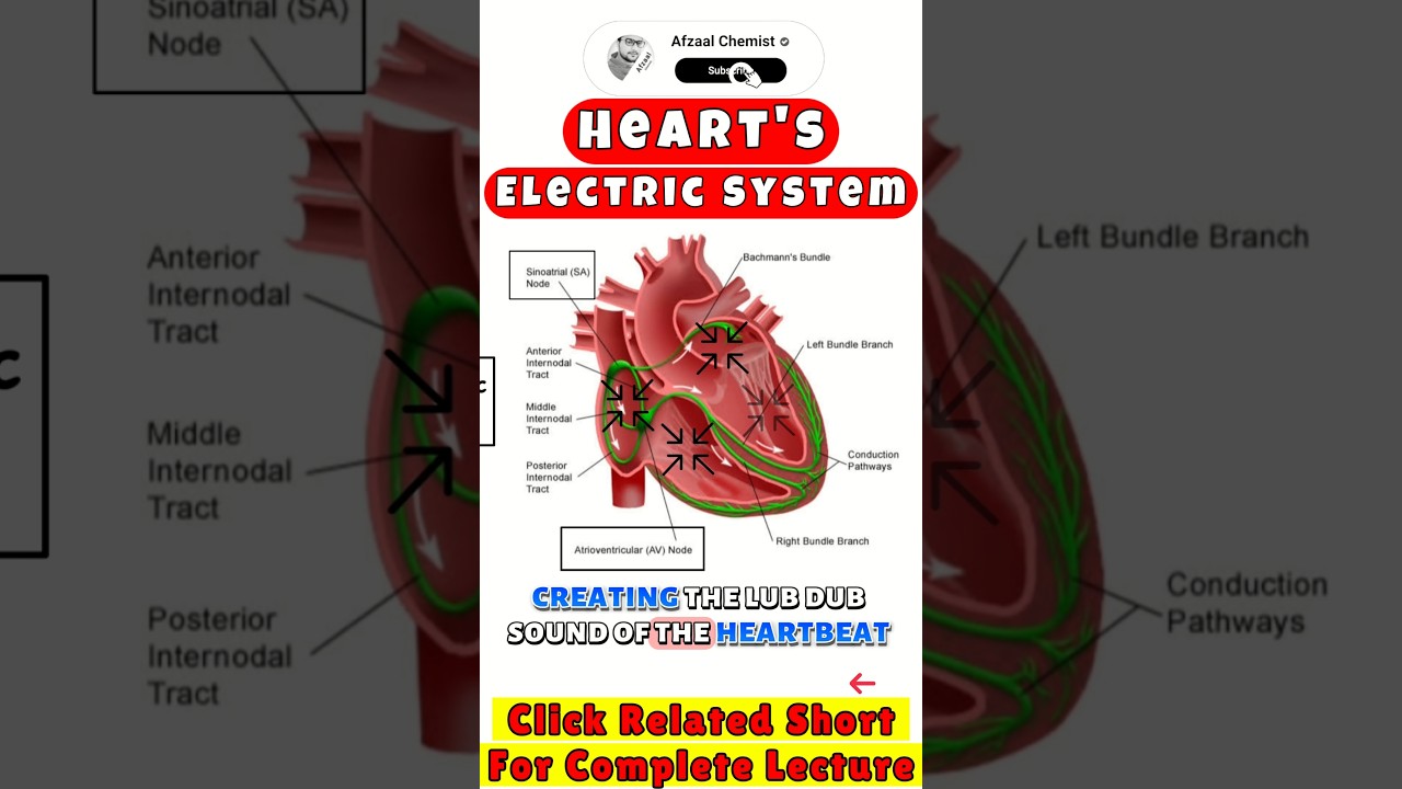 Come funziona il sistema elettrico del cuore? #cuore #pacemaker #anatomiadelcuore #shortvideo #co...