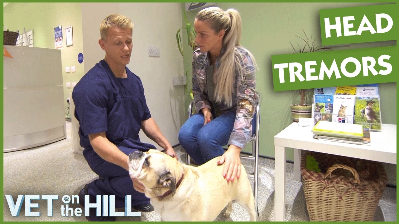Vets Fear Brain Issues After Dog Develops Severe Tremors | Double Full Episode