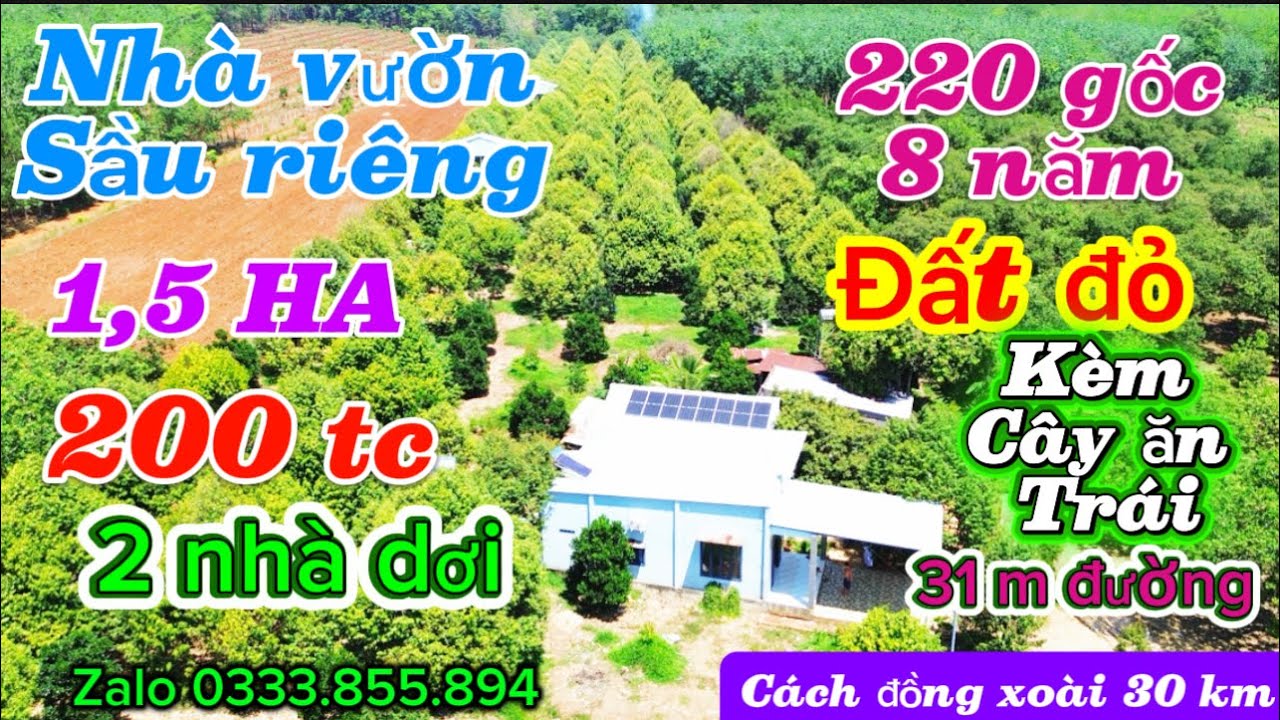 Vườn sầu riêng thu1,5 ha tân hưng hớn quảng Cảch DT 758 chỉ 500 m có 200 tc đất đỏ giá chỉ 3,6 tỷ