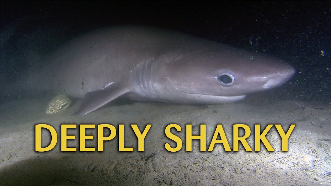 All The Sharks Hiding In The Deep
