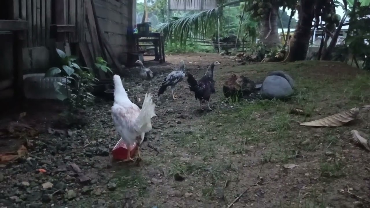 Unang apak sa lupa balik agad sa kulongan