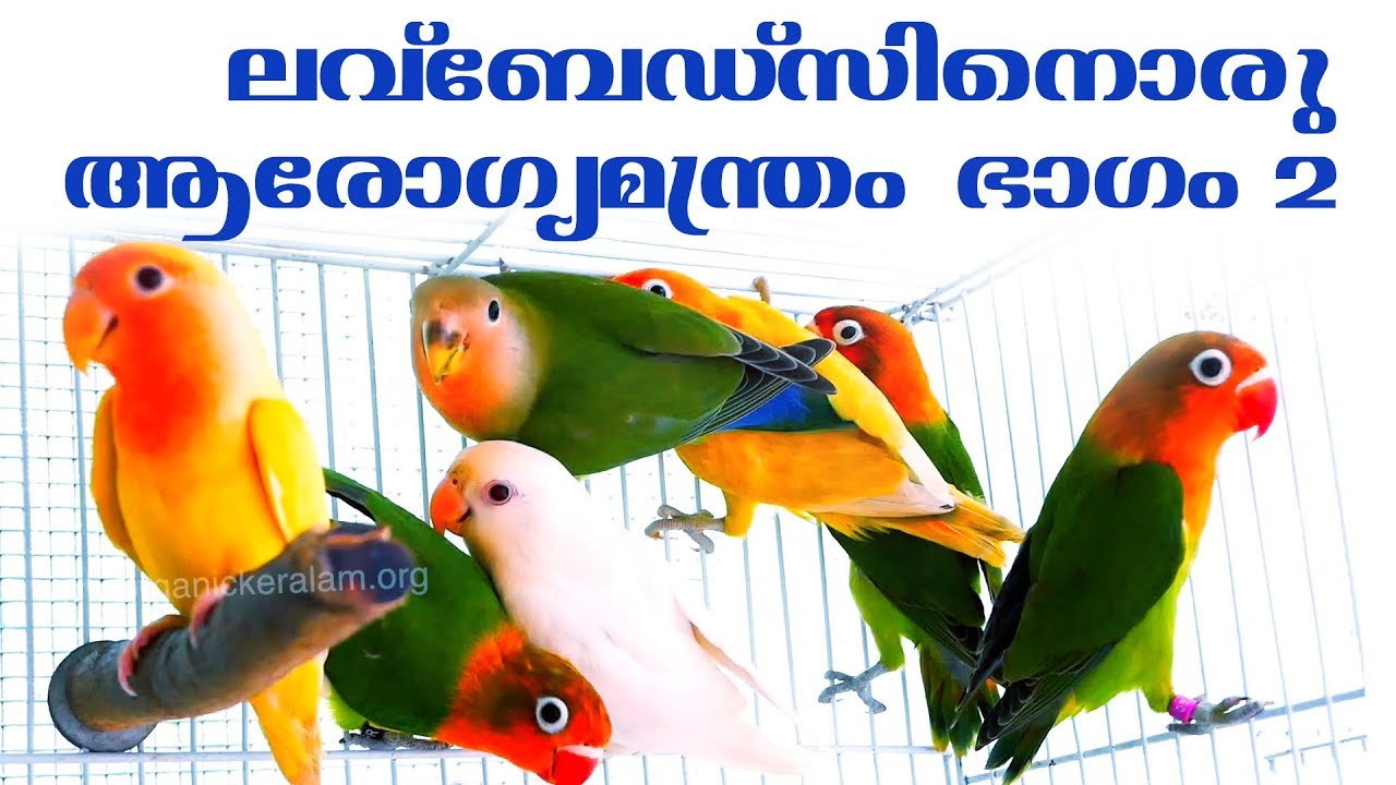 African Love birds | ആഫ്രിക്കന്‍ ലവ്‌ബേഡ്‌സിനെ വളര്‍ത്തുമ്പോള്‍ ശ്രദ്‌ധിയ്‌ക്കേണ്ടത്‌  | Part 2