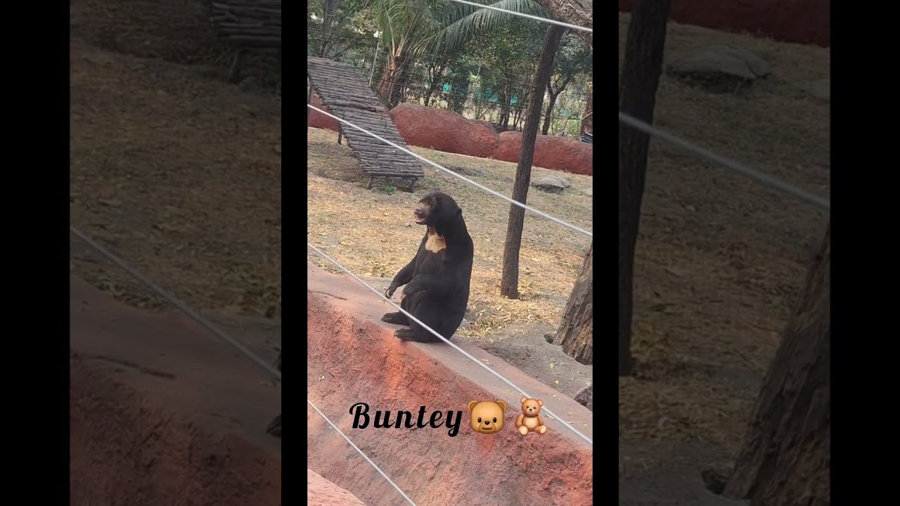 Nehru zoological park hyd #zoo