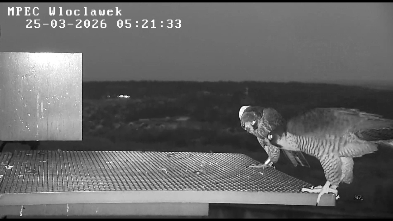 Włocławek MPEC 25 03 2026 1 ~ Zazamka leci, Szkwał i Odys się meldują, Zazamka powraca