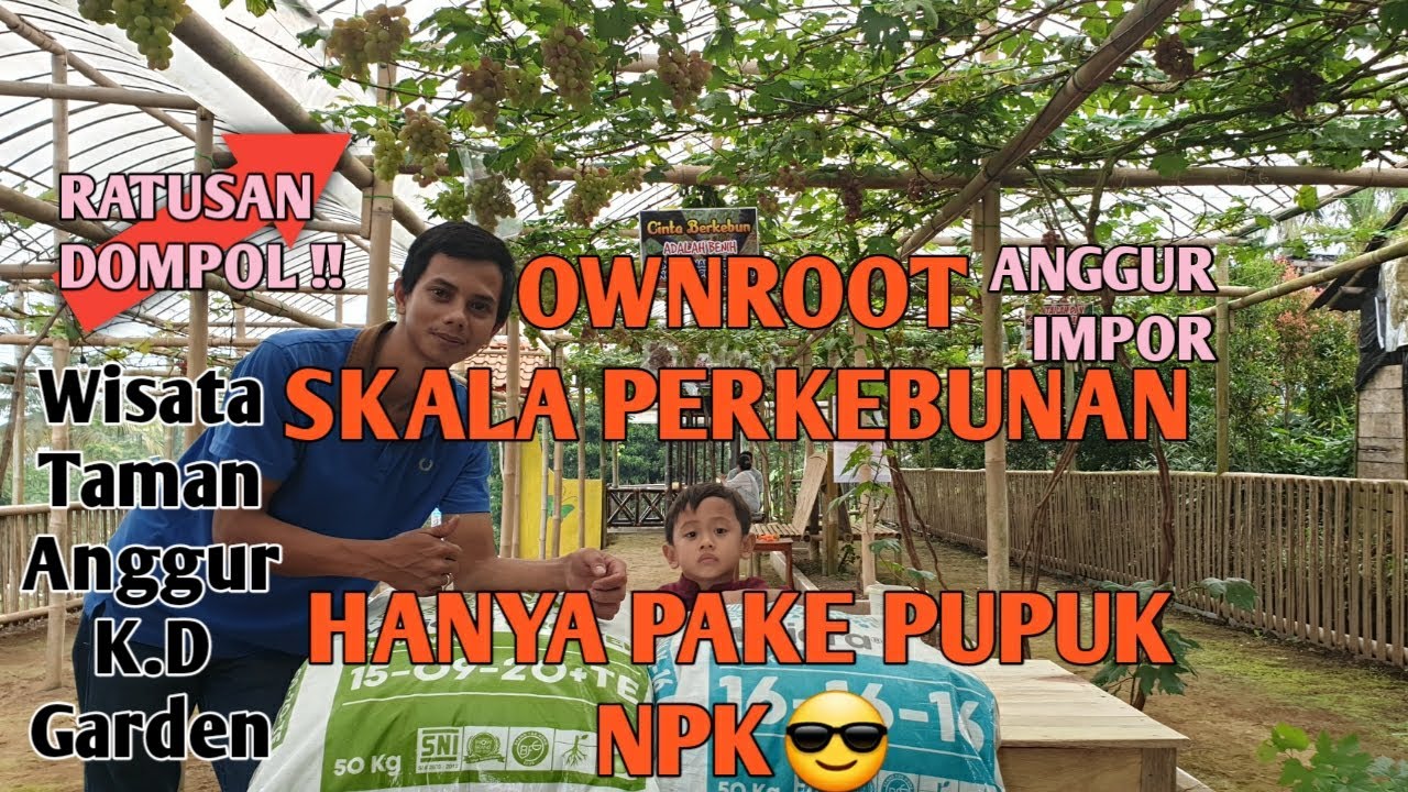 RATUSAN DOMPOL !!! Budidaya Anggur Import dengan Stek/Ownroot hanya Pupuk NPK!! Menghasilkan UANG
